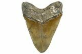 Serrated, Fossil Megalodon Tooth - North Carolina #340847-2